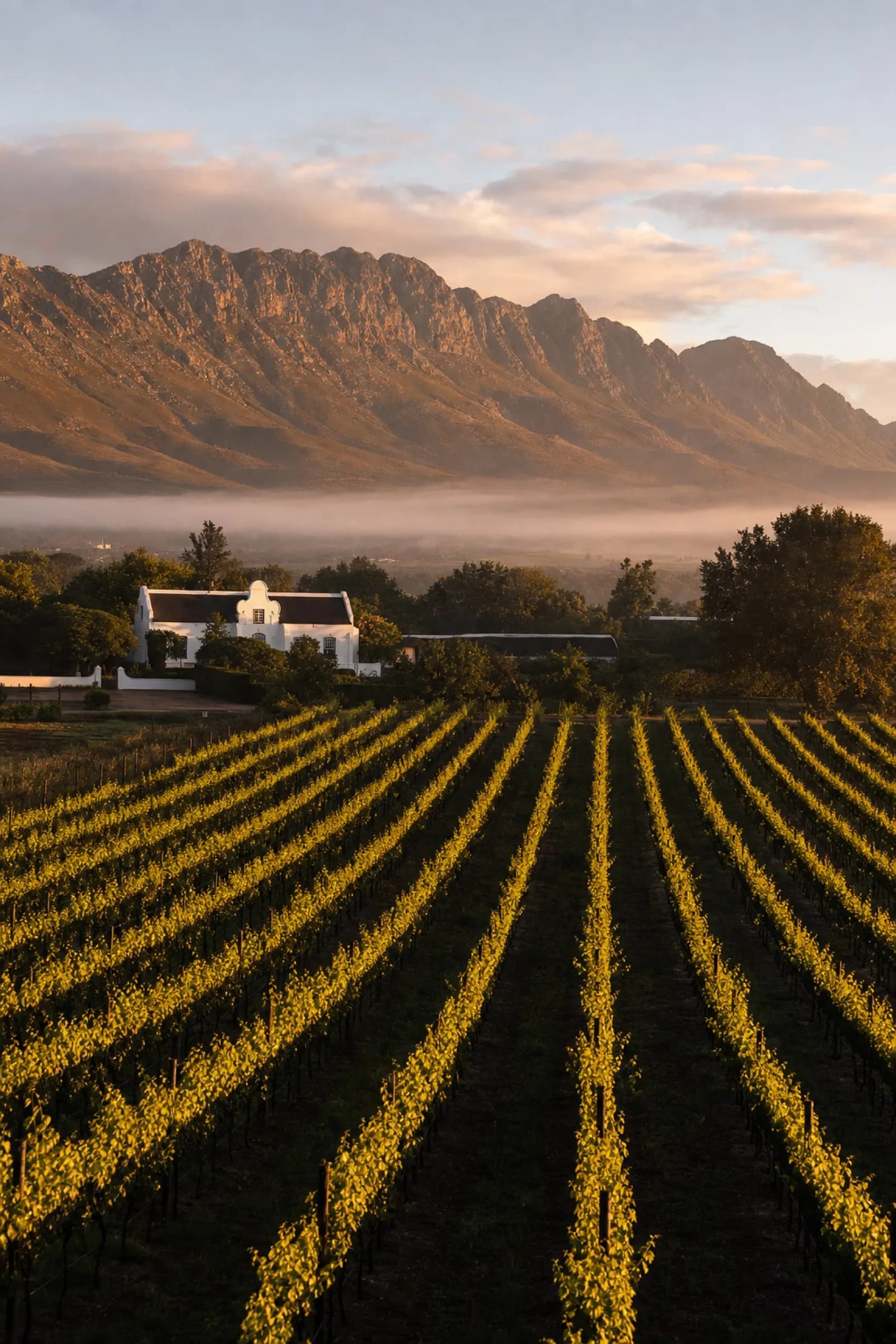 A South African wine estate at dawn, rows of vines converging toward a Cape Dutch manor with mountains behind.